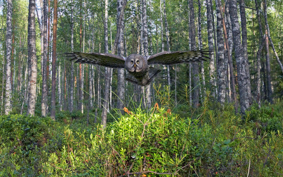 Maisemalliset lintukuvat