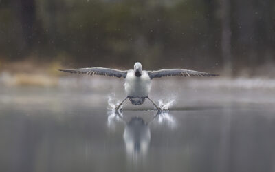 Erkko Badermann Nikon Comedy Wildlife Awards 2025 -kilpailun finaaliin
