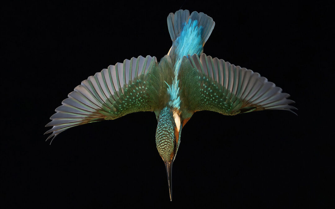 Markus Varesvuon 20-vuotisjuhlanäyttely Linnun Lailla valokuvia linnuista