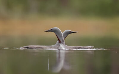 Mia Surakan ja Erkko Badermannin valokuvanäyttely kiertää Finnfoto Gallerioissa helmikuusta 2026 alkaen