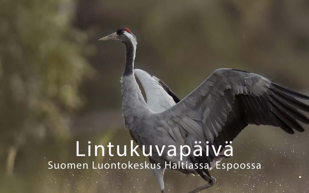 Tervetuloa Lintukuvapäivään Luontokeskus Haltiaan 24.6.2026!