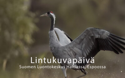 Tervetuloa Lintukuvapäivään Luontokeskus Haltiaan 24.6.2026!